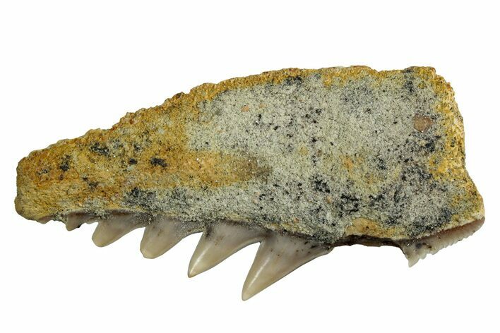 Fossil Cow Shark (Hexanchus) Tooth - Bakersfield, CA #243179